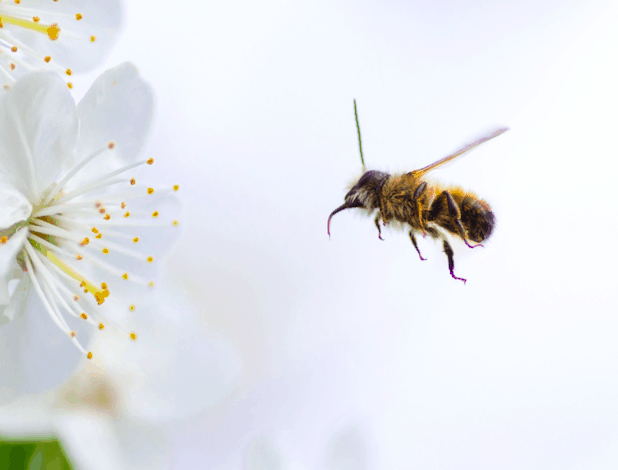 Abeille Emploi