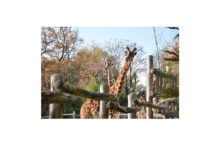 lf---zoo-girafe.jpg