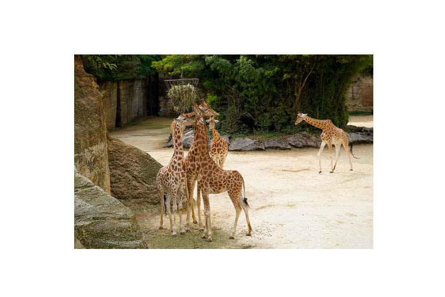 lf---zoo-bioparc-girafe.jpg