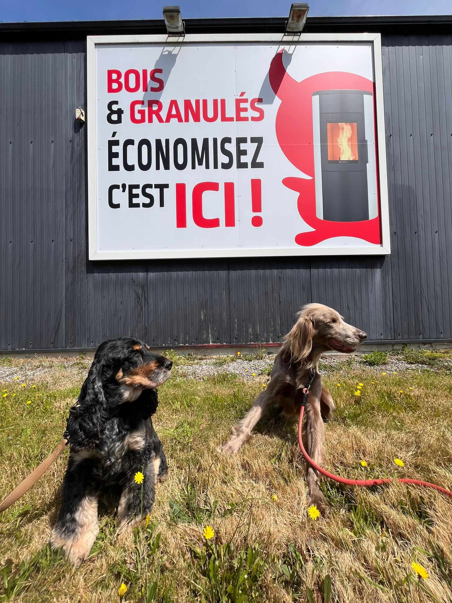 panneau-avec-les-chiens-hennebont.jpg