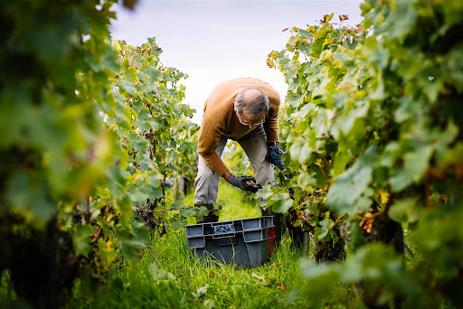 Recrutement: Ouvrier Viticole (H/F) chez Cognac Intérim à Chassors