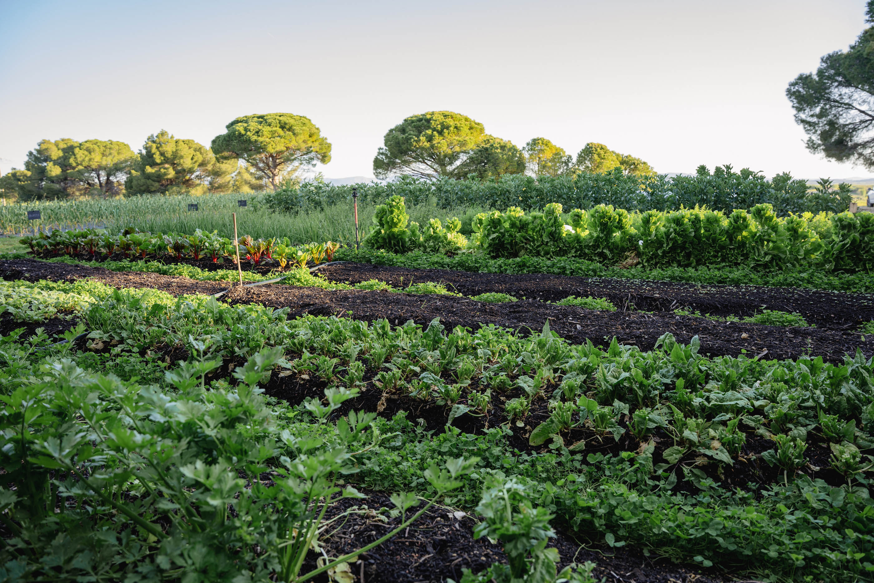 Recrutement: Apprenti cuisine F/H chez Domaine et Demeure à Puissalicon