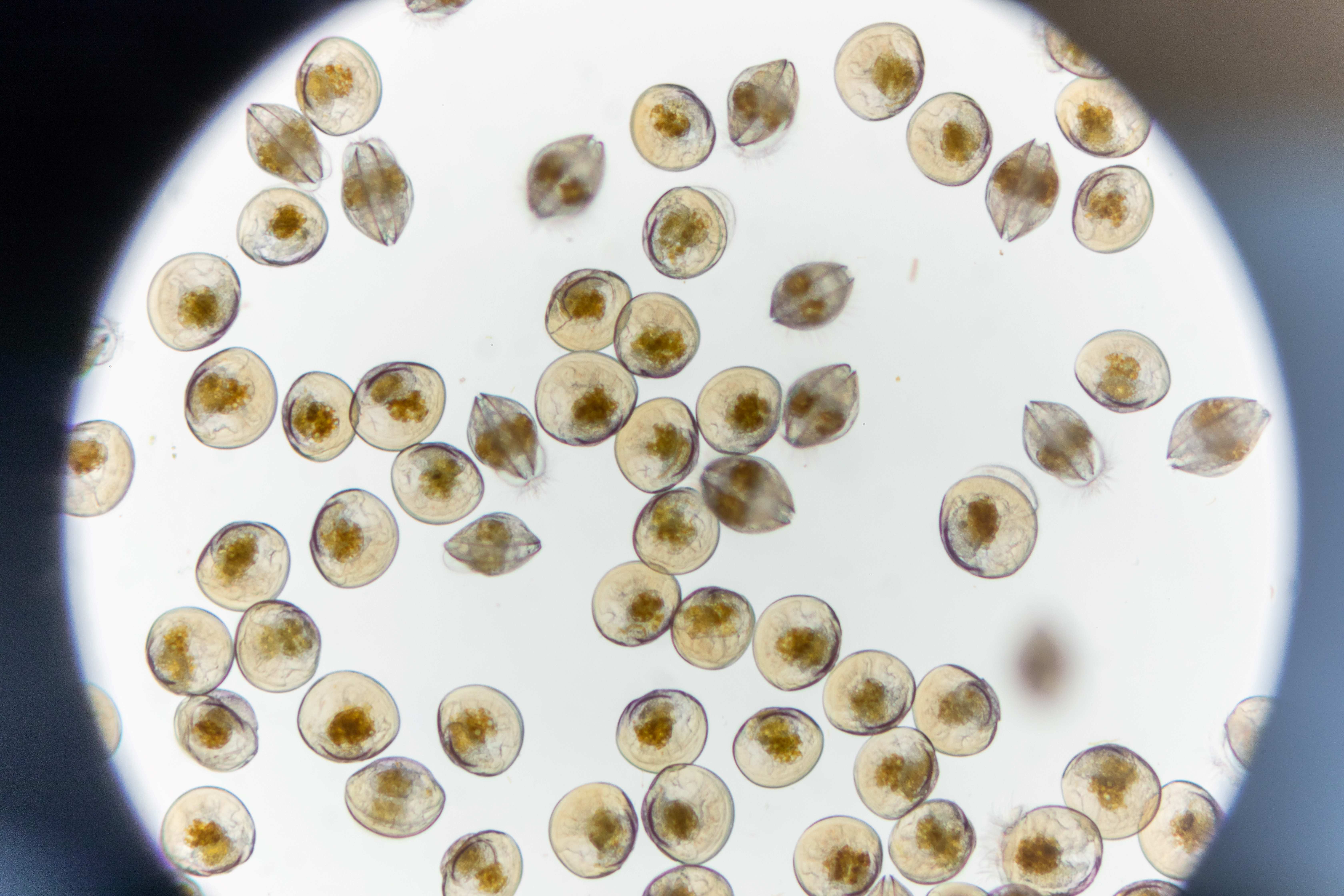 Recrutement: Ouvrier aquacole en écloserie de coquillages F/H chez Marinove à L'Épine