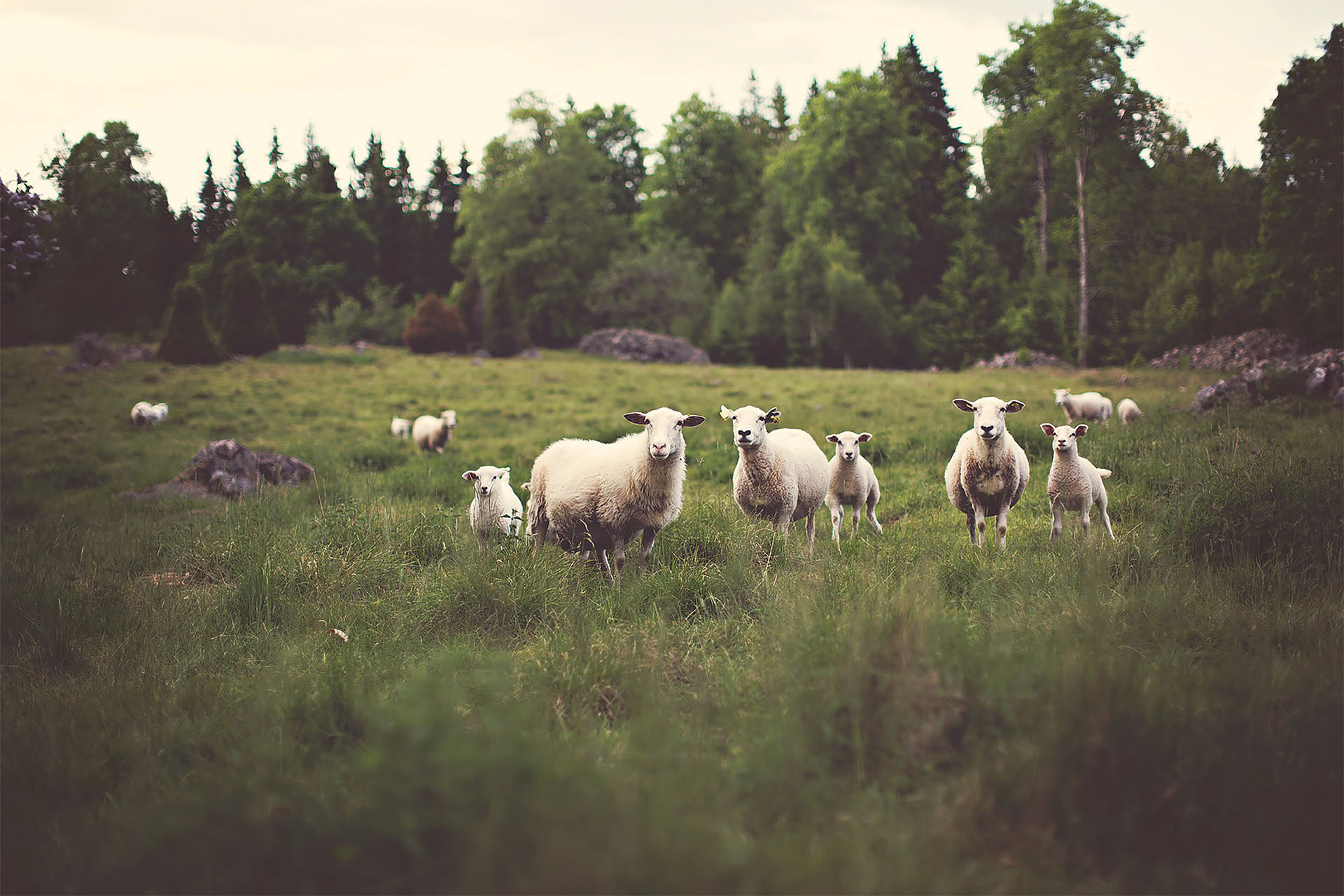 image-moutons.jpg