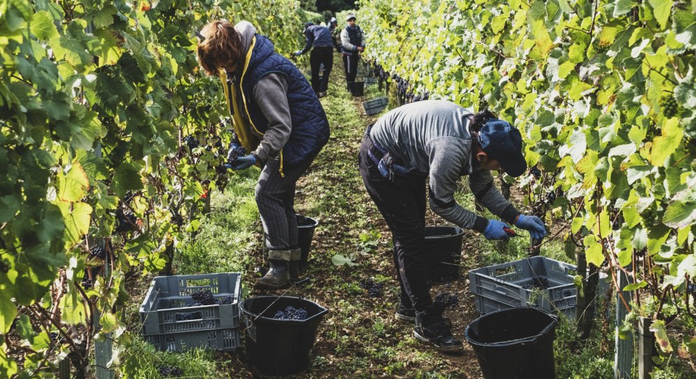 Recrutement: OUVRIER.E VITICOLE - VENDANGEUR.SE H/F chez Groupement d'Employeurs 4 Saisons à Saint-Mont
