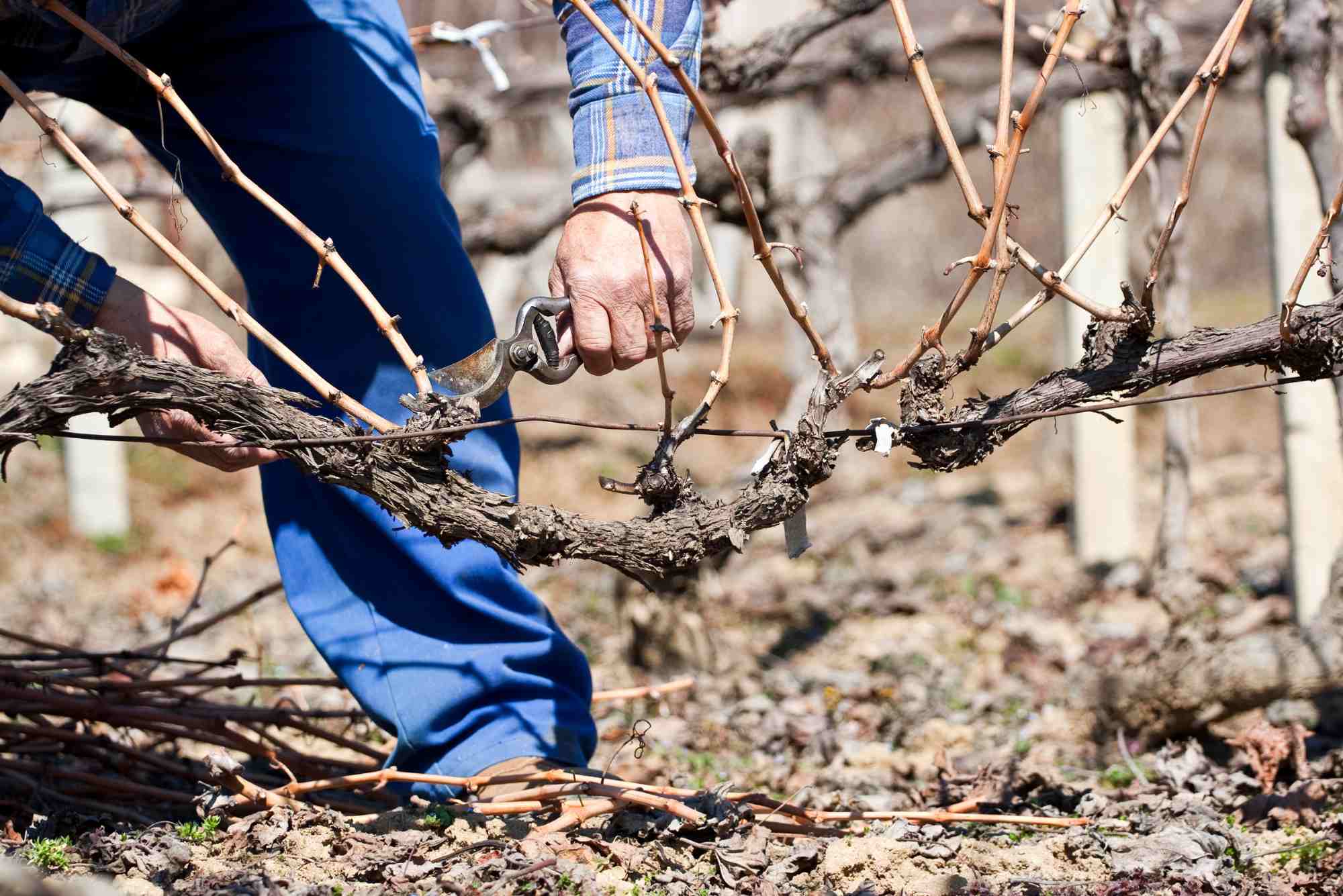 Recrutement: Ouvrier taille de vigne F/H chez Happy Job à Damazan