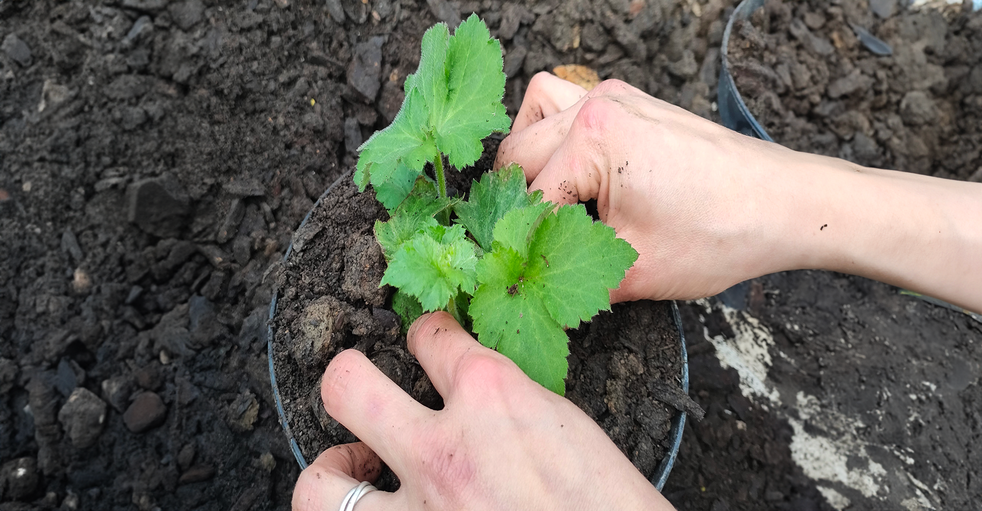 Recrutement: Ouvrier horticole F/H chez Henry à Sérent