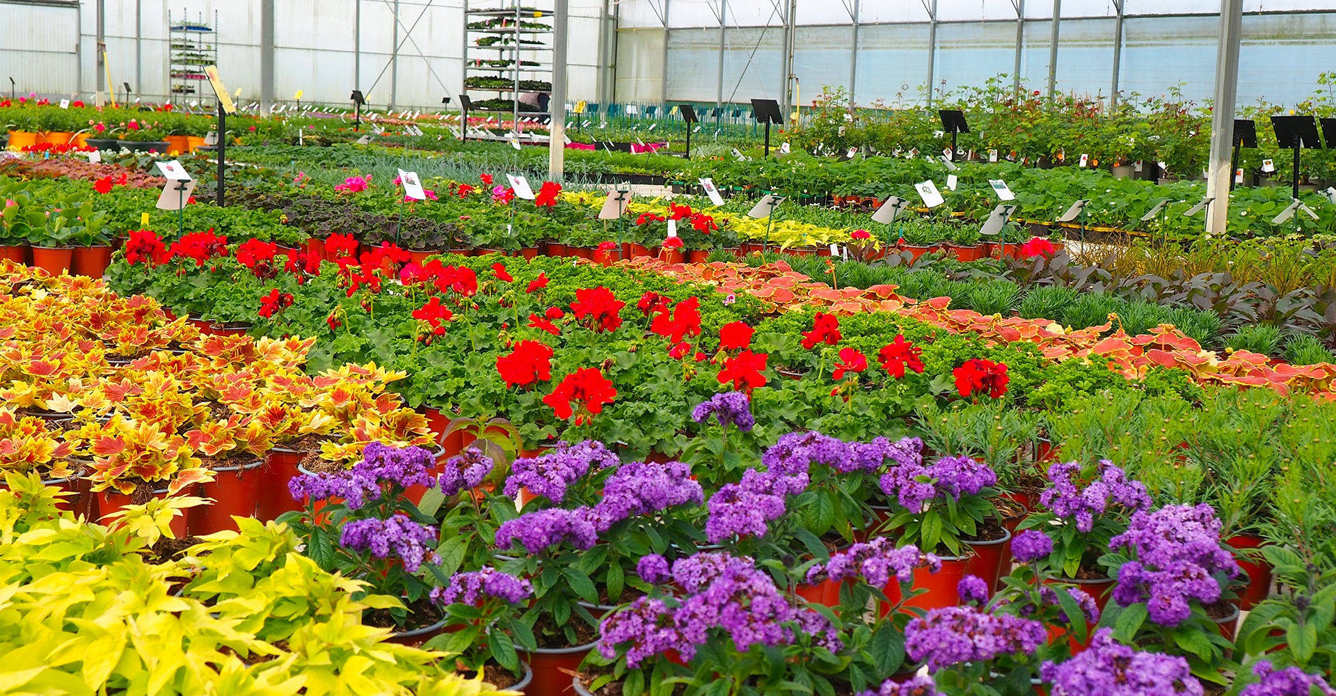 Recrutement: Ouvrier horticole F/H chez Henry à Sérent