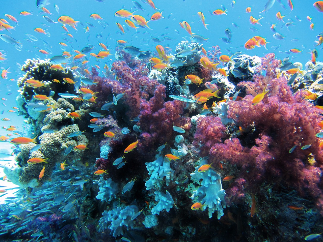 underwater-1232821280.jpg