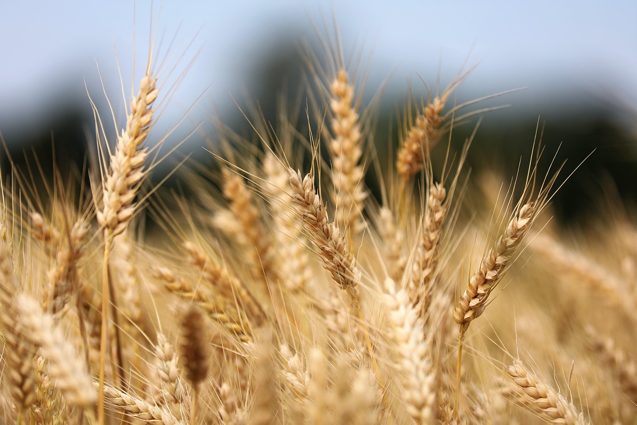Recrutement: Chef de Mission Agricole F/H chez Igam à La Roche-sur-Yon