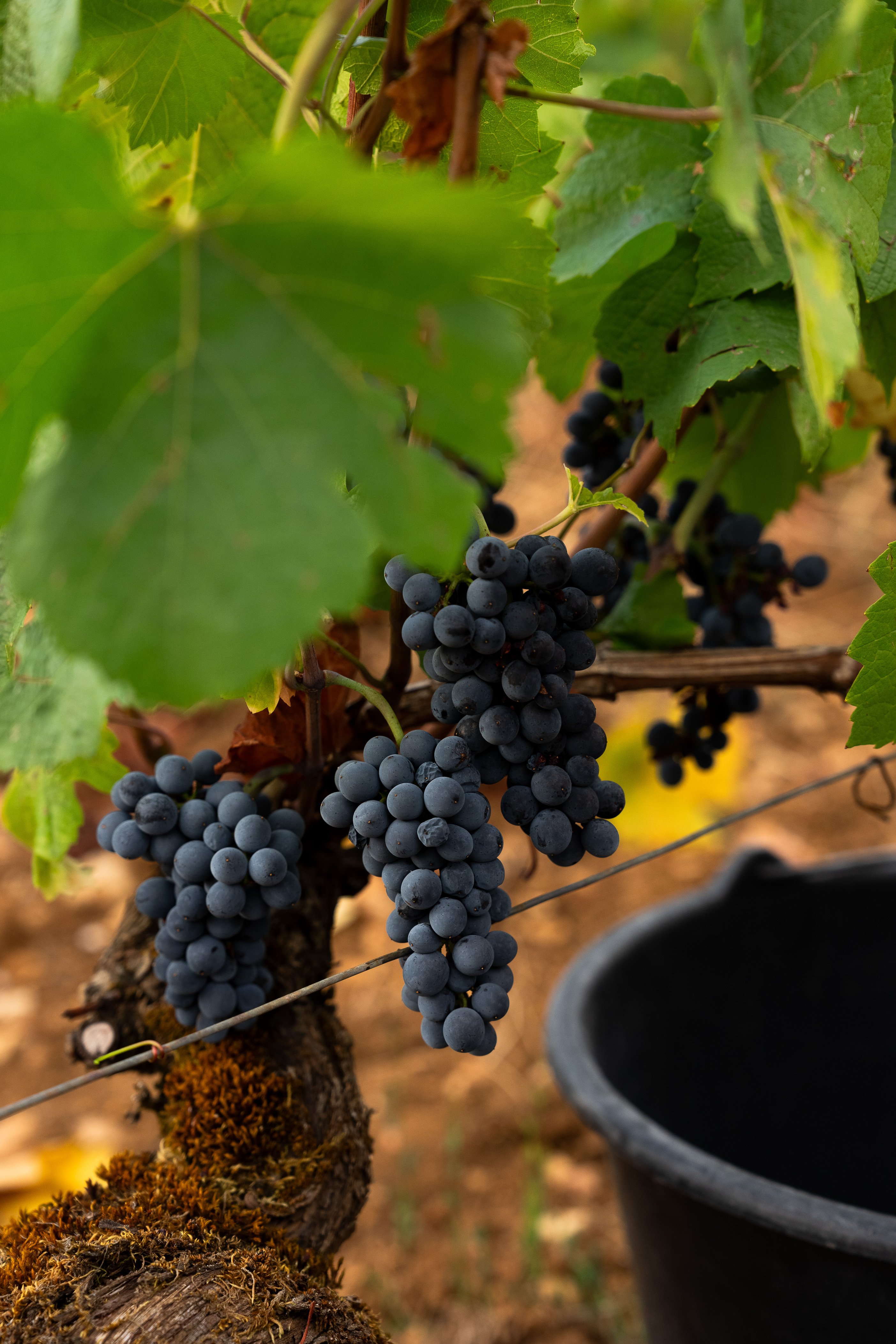 commaraine-vendanges-aout26lephotographedudimanche-7-2.jpg