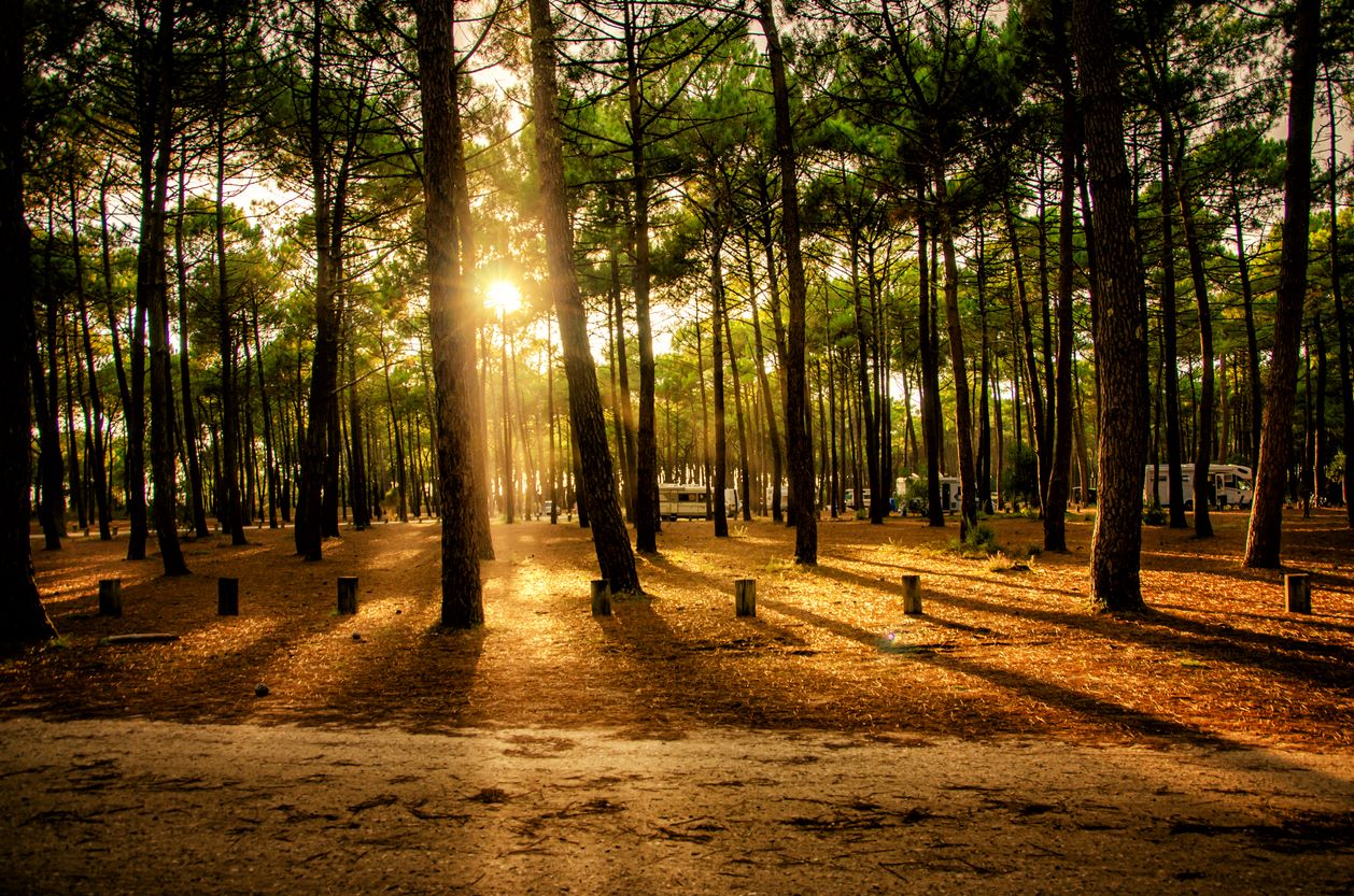 foret-pins-landes.jpg