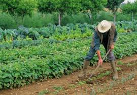 Recrutement: Ouvrier Maraîcher F/H chez PLACIDOM Réunion à Saint-Pierre