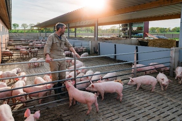 Recrutement: Agent d’élevage porcin / Porcher F/H chez PLACIDOM Réunion à Bras-Panon