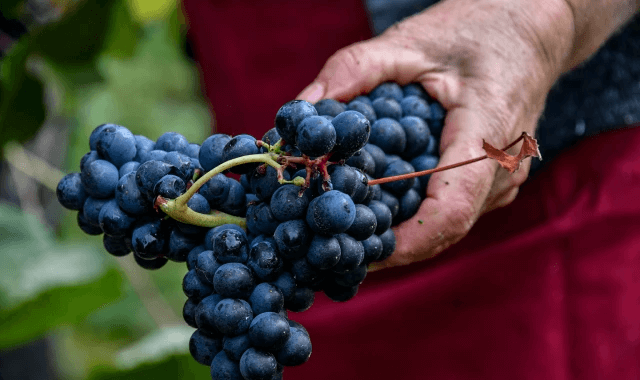 8-vendanges-aignan-11.png