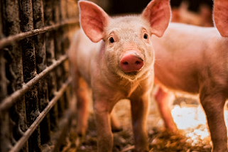 Recrutement: Salarié-e agricole en élevage porcin F/H chez SDAEC-TERRALLIANCE à La Guerche-de-Bretagne