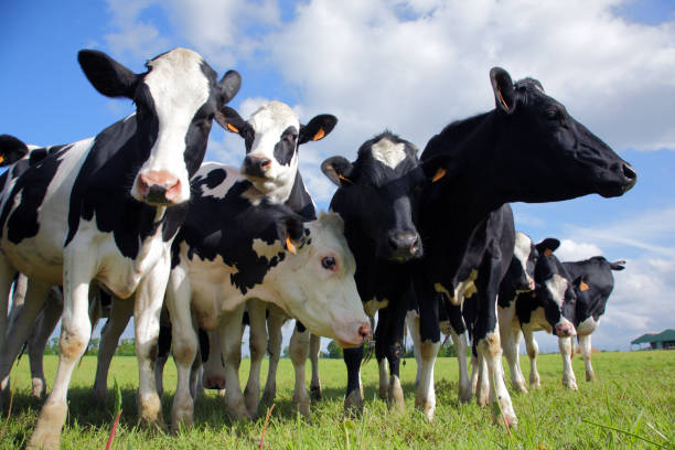 Recrutement: Salarié-e agricole en production laitière W/M chez SDAEC-TERRALLIANCE à Dourdain