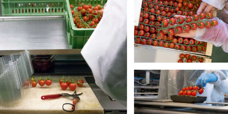 Visuel métier : le conditionnement des tomates aux serres de la Chapelle à Rennes