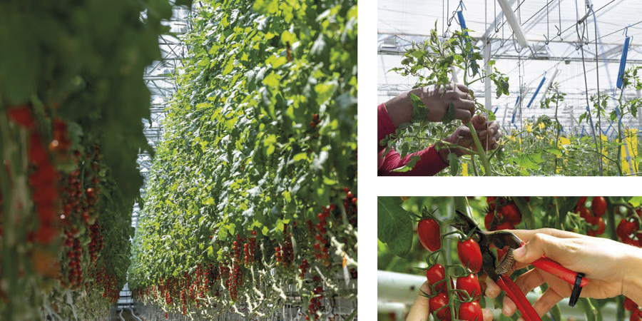 travail ouvrier agricole dans une serre de tomates : palissage et récolte