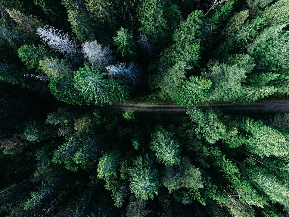 forest-1866837960720-min.jpg