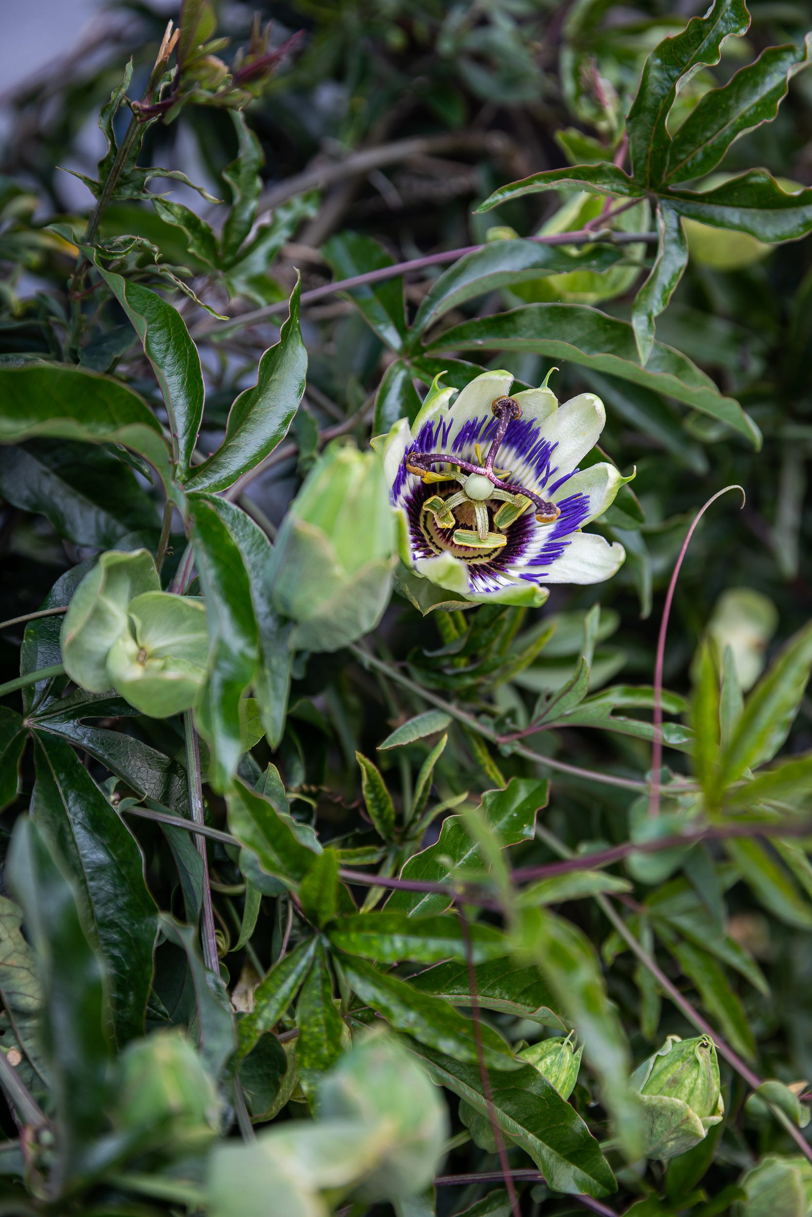 nature-pin-parasol-fleur.jpg