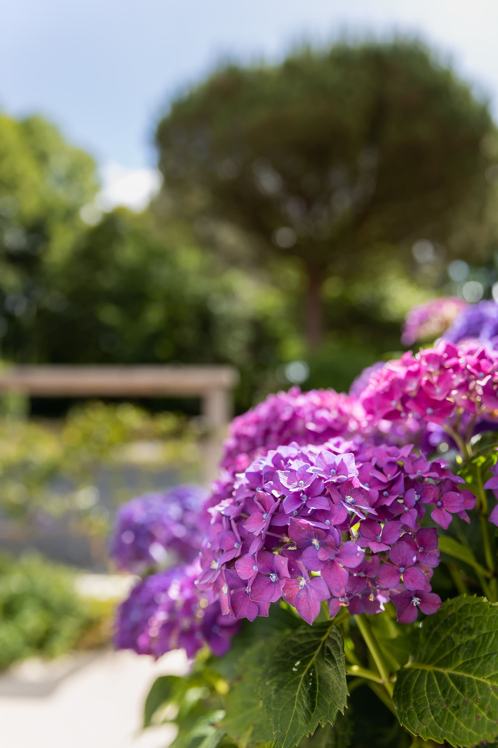 yelloh-village-camping-le-pin-parasol-fleur-nature.jpg