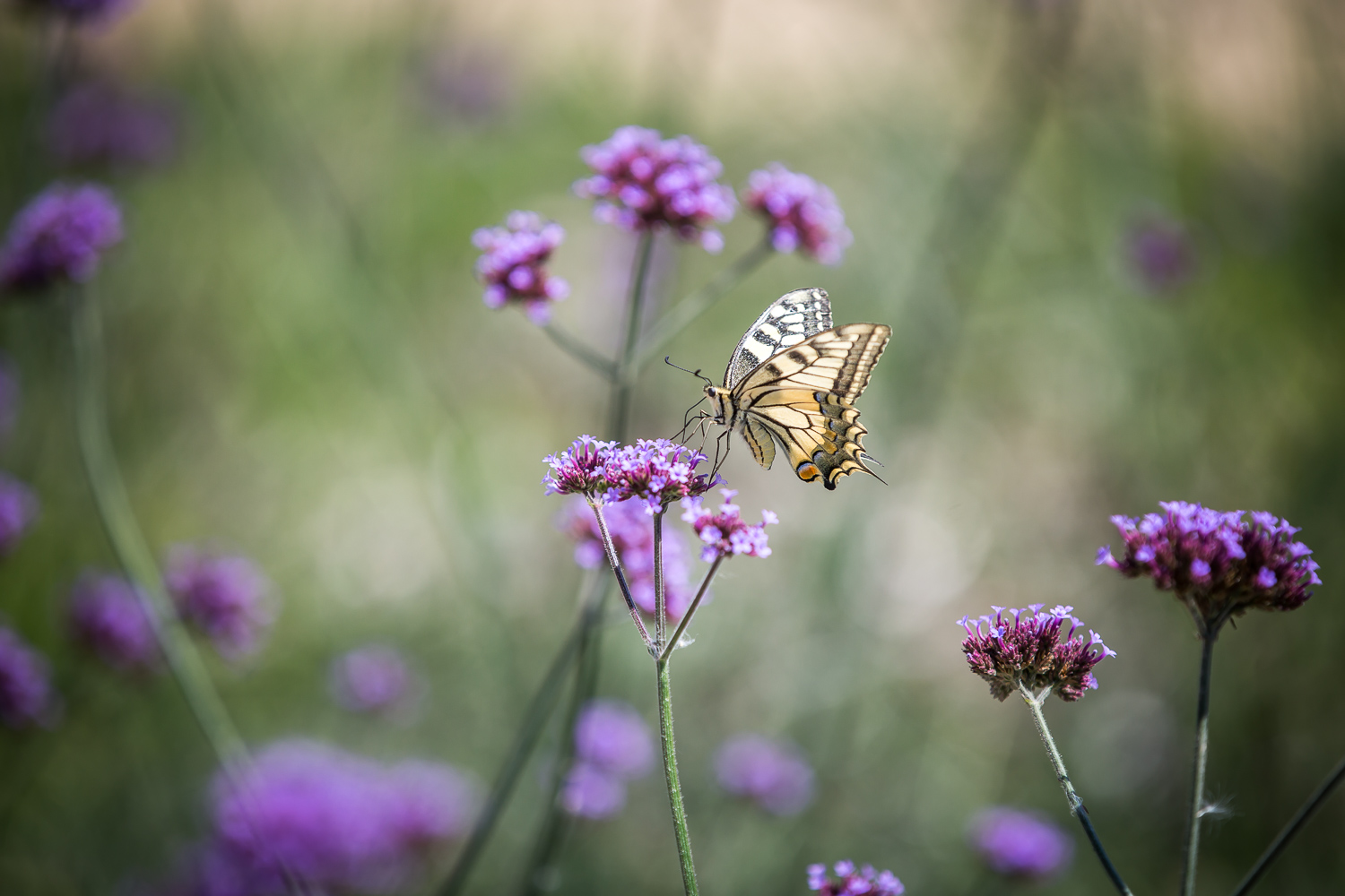 Nature papillon fleur violette